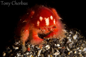 Tiny Naked Decorator Crab by Tony Cherbas 